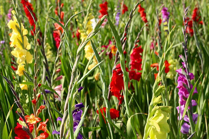 Feld mit bunten Gladiolen in voller Blüte.